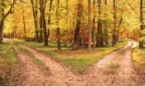Two roads in a forest
